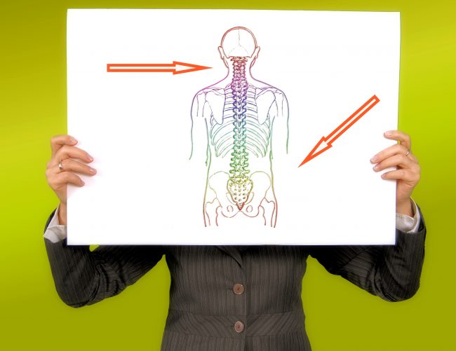 Skeleton μεσοσπονδύλιος δίσκος